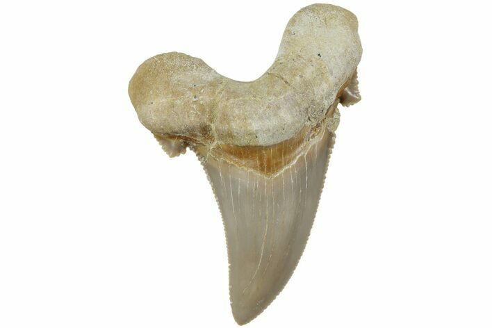 Serrated Sokolovi (Auriculatus) Shark Tooth - Dakhla, Morocco #225216